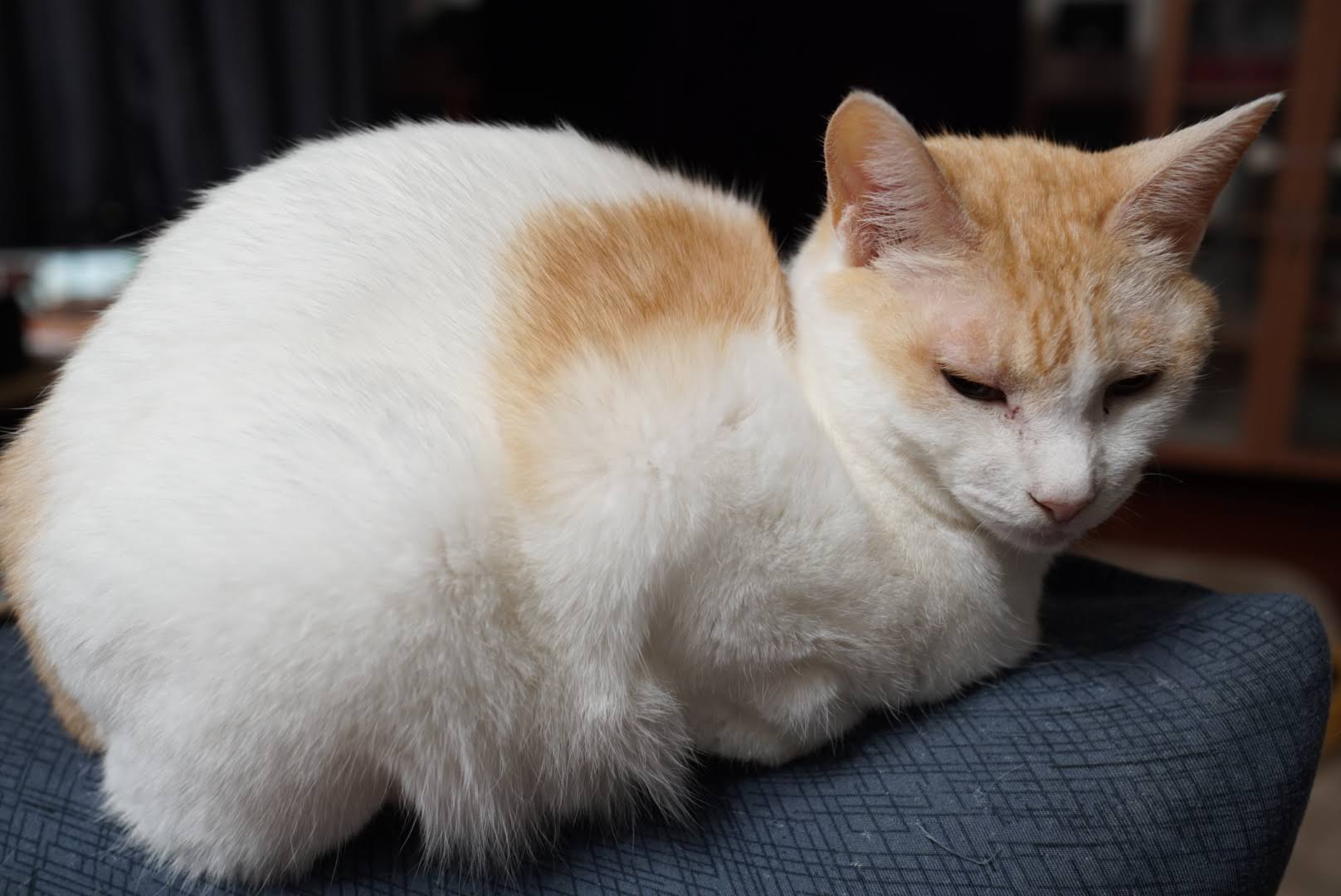 Featured image of post 【2月11日の写真日記】もふもふチャコとホワイト・ゾンビとFP挑戦