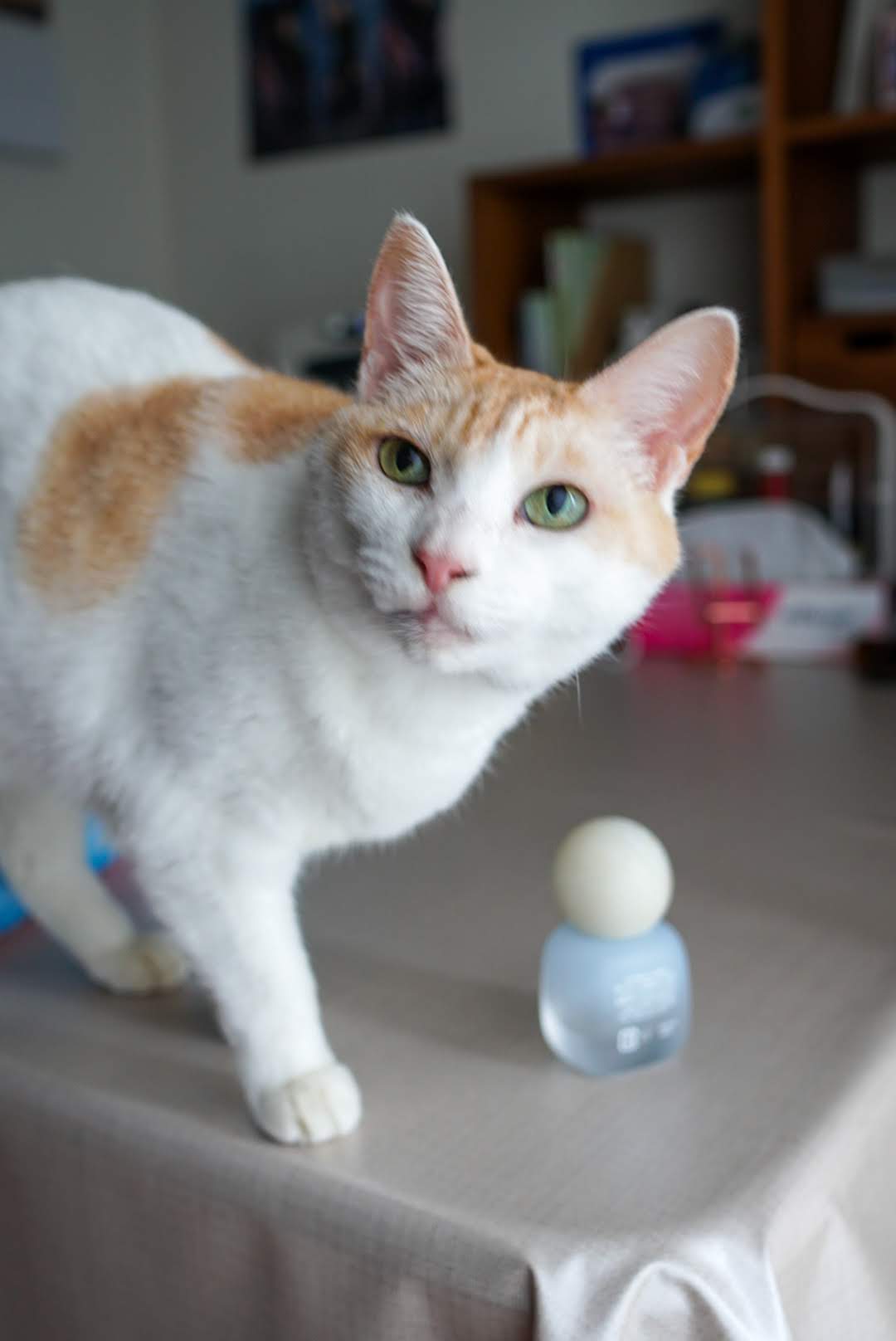 チャコの元写真