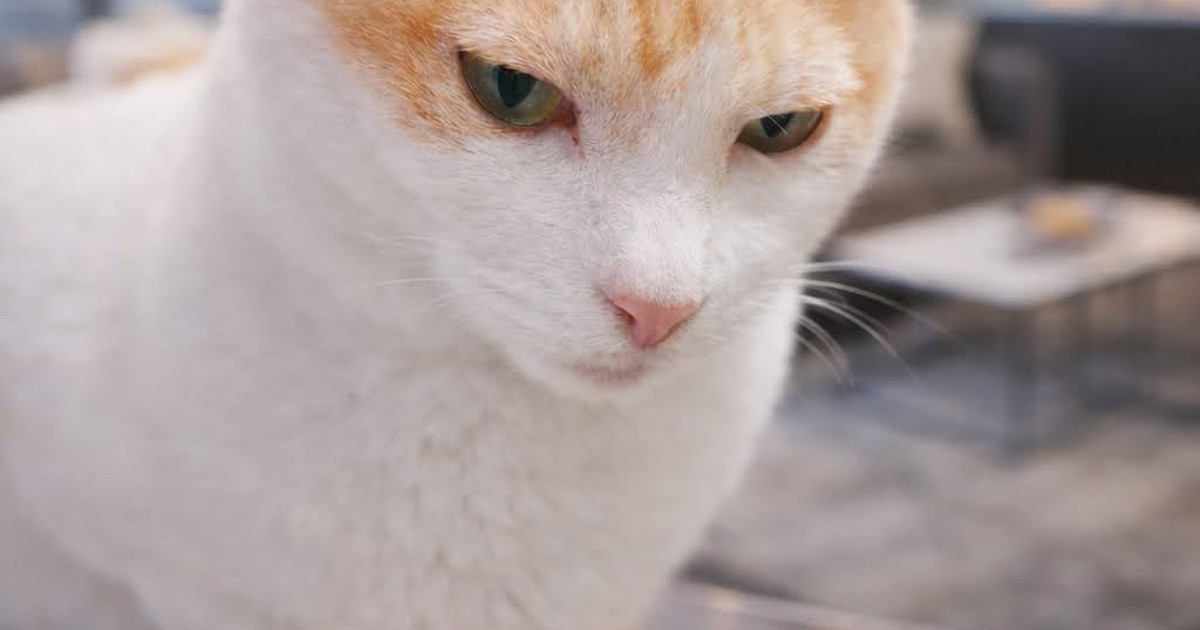 Featured image of post 【03月01日の写真日記】AI猫と町田駅とモンスター・ペアレント